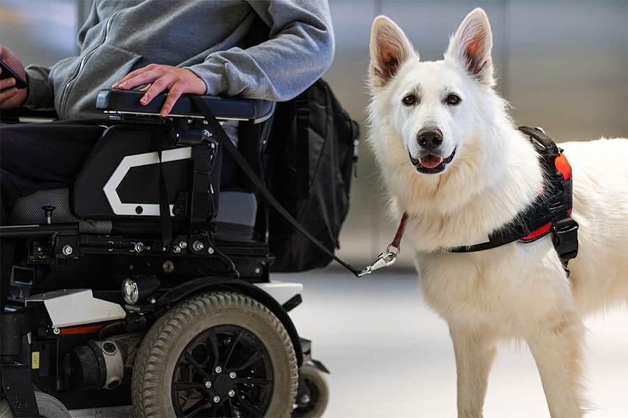 person in a wheelchair accompanied by an assistance dog