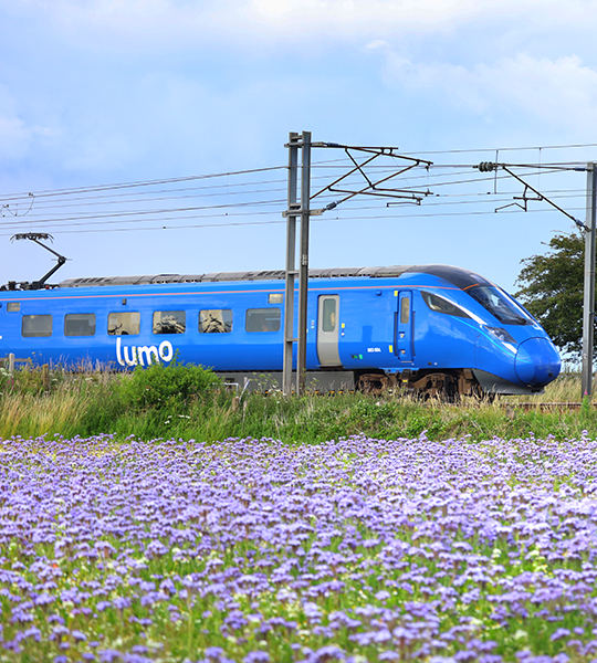 Lumo train going through a field of flowers