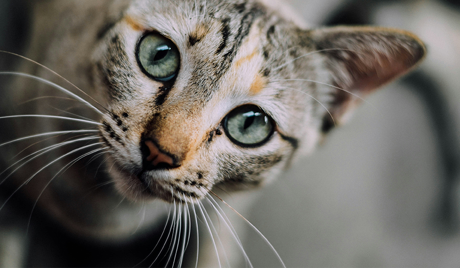 close-up of a grey cat