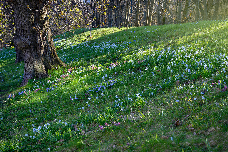 Park with bluebells