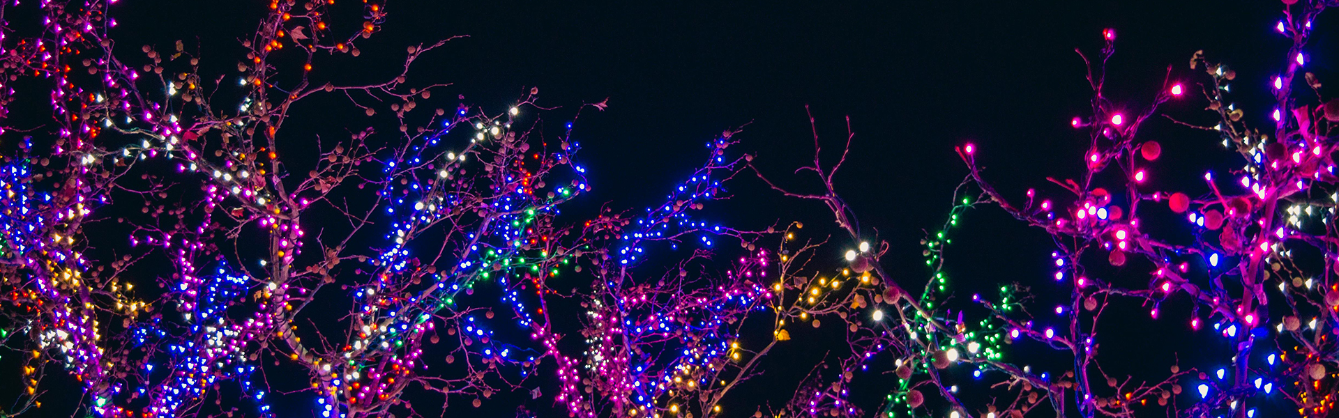 Trees decorated with Christmas lights
