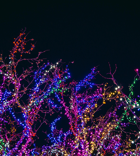 Trees decorated with Christmas lights